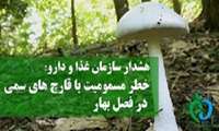 هشدار مصرف قارچ های خودرو